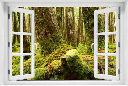 Fototapeta Naklejka Na Ścianę Okno 3D - Moss covered trees in green forest.