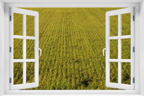 Fototapeta Naklejka Na Ścianę Okno 3D - Golden rice field.
