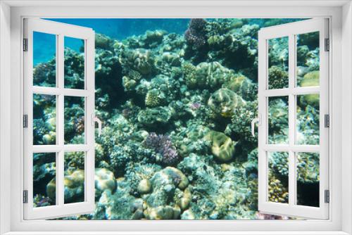 Fototapeta Naklejka Na Ścianę Okno 3D - coral reef in Egypt, Makadi Bay