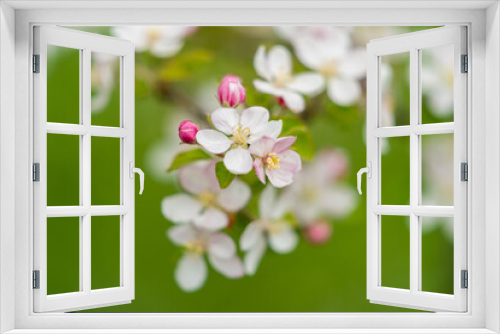 Fototapeta Naklejka Na Ścianę Okno 3D - apple tree flowers garden white