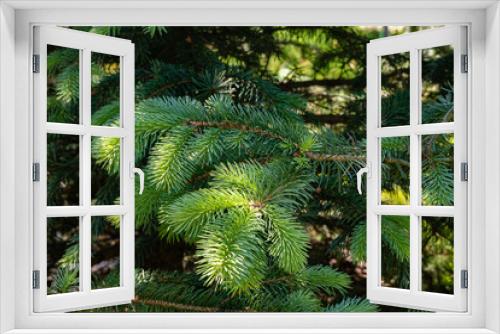 Fototapeta Naklejka Na Ścianę Okno 3D - Young blue spruce Picea pungens. Young bright green soft shoots on branch of blue spruce Picea pungens. Blurred dark background. Selective focus. Evergreen landscaped garden. Nature concept for design
