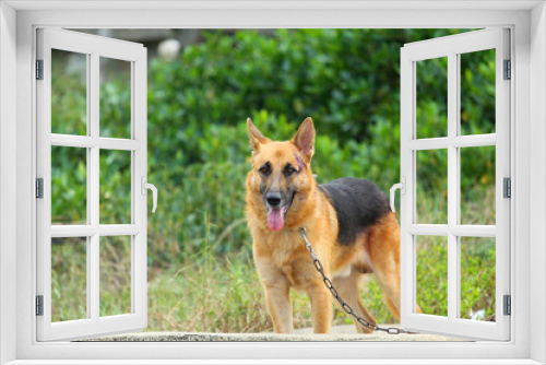 Fototapeta Naklejka Na Ścianę Okno 3D - Mongrel dog