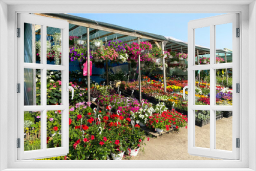 Fototapeta Naklejka Na Ścianę Okno 3D - Variety blooming flowers in local market for decorating the local area. Seedlings of various flowering plants are for sale. Garden shop with flowers outdoors.