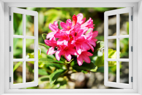 Fototapeta Naklejka Na Ścianę Okno 3D - Fiori d'alta quota: rododendro rosso