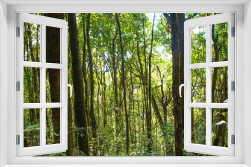 Fototapeta Naklejka Na Ścianę Okno 3D - Tropical jungle wet forest