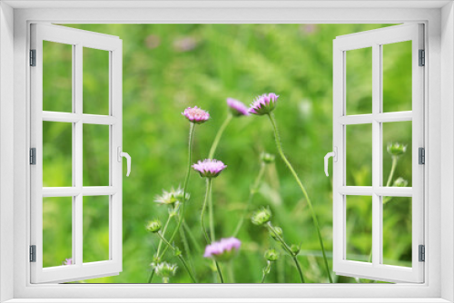 Fototapeta Naklejka Na Ścianę Okno 3D - beautiful wildflowers close-up