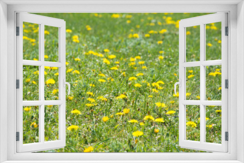 Fototapeta Naklejka Na Ścianę Okno 3D - Yellow flowers background. Flowering dandelions