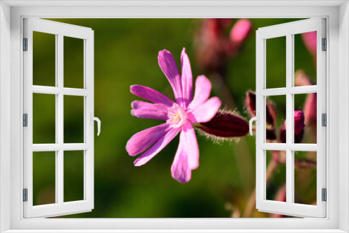 Fototapeta Naklejka Na Ścianę Okno 3D - pink wildflower in summer