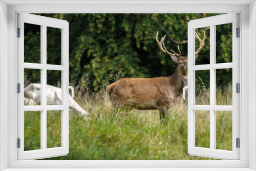 Fototapeta Naklejka Na Ścianę Okno 3D - Red deer, red deer