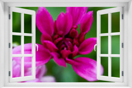 Fototapeta Naklejka Na Ścianę Okno 3D - Red chrysanthemums flowering plants