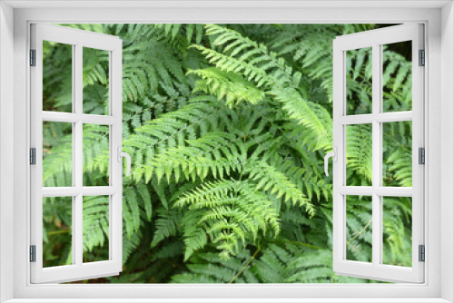 Fototapeta Naklejka Na Ścianę Okno 3D - Waldpflanze: Königsfarn (Osmunda regalis)