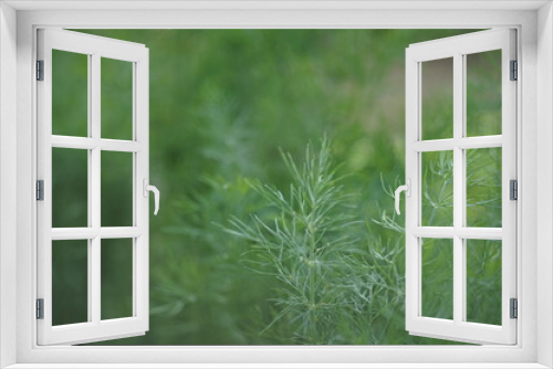 Fototapeta Naklejka Na Ścianę Okno 3D - Fresh green dill grows in the summer garden, close-up side view.