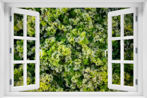 Fototapeta Naklejka Na Ścianę Okno 3D - texture greens grass moss. top view