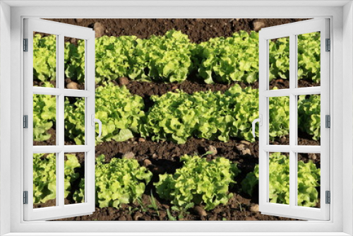 Fototapeta Naklejka Na Ścianę Okno 3D - rangs de culture de salades vertes