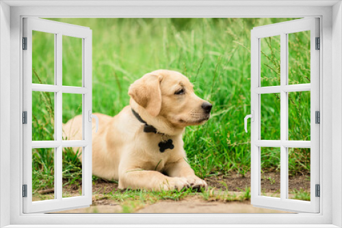 Fototapeta Naklejka Na Ścianę Okno 3D - Labrador puppy resting in the green park