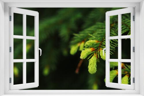 Fototapeta Naklejka Na Ścianę Okno 3D - selective focus, young fir-tree shoots, fresh shoots ate in spring or summer, raindrops