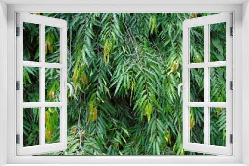 Fototapeta Naklejka Na Ścianę Okno 3D - green asoka tree
