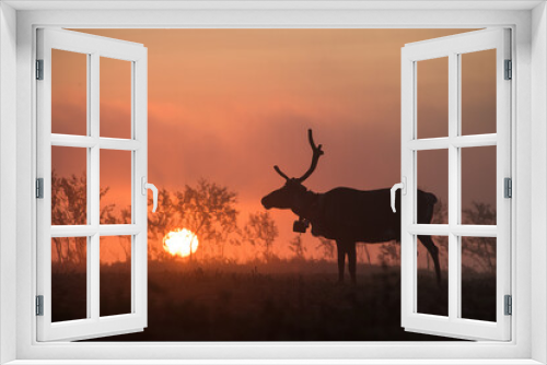 Fototapeta Naklejka Na Ścianę Okno 3D - Reindeer silhouette at dawn. The sun rises on the horizon. North of Russia, Kola Peninsula.