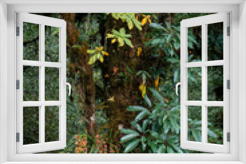Fototapeta Naklejka Na Ścianę Okno 3D - A colorful tree in Himalayan jungles