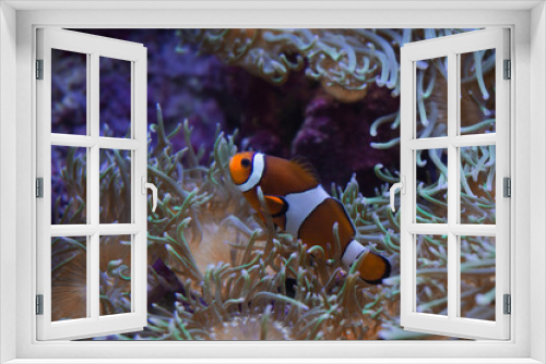 Fototapeta Naklejka Na Ścianę Okno 3D - Clownsfisch im Hagenbecks Tierpark, Hamburg