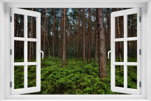 Fototapeta Naklejka Na Ścianę Okno 3D - coniferous forest with a green strip of meadow and the brown trunks of the pines and firs