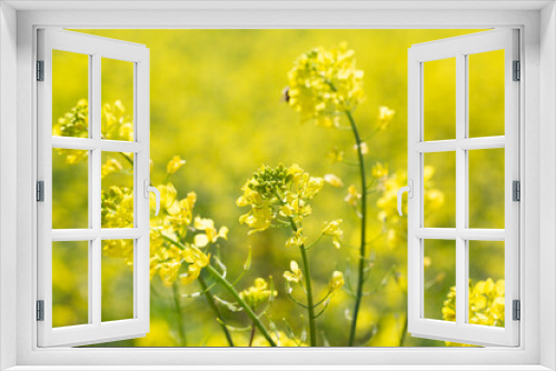 Fototapeta Naklejka Na Ścianę Okno 3D - Spring Time Blooming Yellow Mustard Flowers. Izmir / Turkey