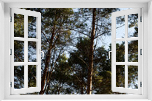 Fototapeta Naklejka Na Ścianę Okno 3D - pine trees in the forest stretching into the sky