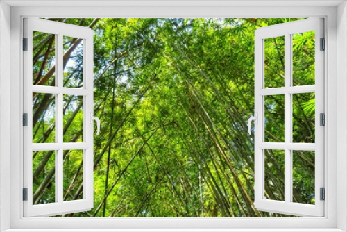 Fototapeta Naklejka Na Ścianę Okno 3D - Many tall growing bamboo trees. Reaching high into the sky. Bright green, nature.