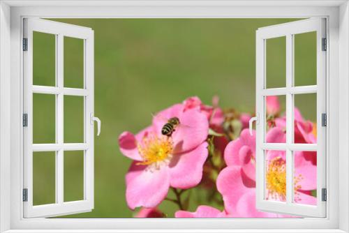 Fototapeta Naklejka Na Ścianę Okno 3D - Bienenweide Rose rosa,
Bienenfreundliche Beetrose
