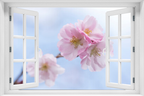 Fototapeta Naklejka Na Ścianę Okno 3D - Pink Japanese cherry blossom macro on sky background