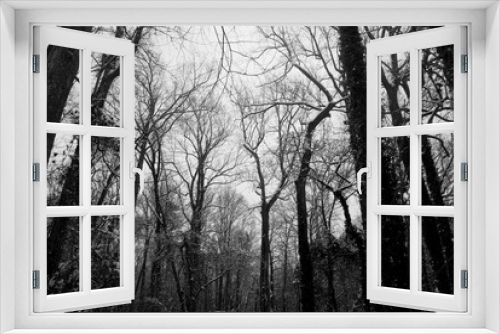 Fototapeta Naklejka Na Ścianę Okno 3D - winter in forest