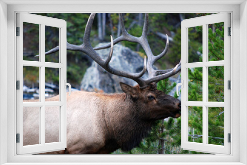 Fototapeta Naklejka Na Ścianę Okno 3D - elk in the wild