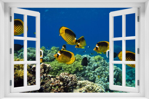Fototapeta Naklejka Na Ścianę Okno 3D - Butterfly fish on the Red Sea reef.

