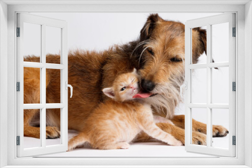 Fototapeta Naklejka Na Ścianę Okno 3D - dog and kitten