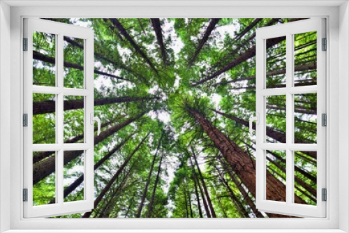 Fototapeta Naklejka Na Ścianę Okno 3D - Redwood Bäume