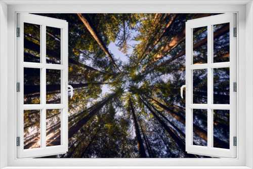 Fototapeta Naklejka Na Ścianę Okno 3D - sun rays through trees