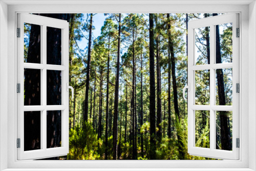 Fototapeta Naklejka Na Ścianę Okno 3D - Forest with high pines trees and beauty of nature wood - save the planet and care plants concept