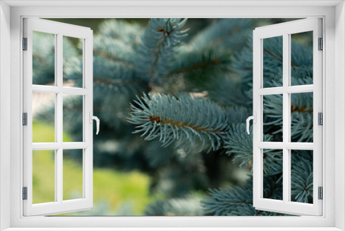 Fototapeta Naklejka Na Ścianę Okno 3D - Branches of blue spruce or pine. Selective focus, close-up.
