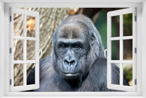 Fototapeta Naklejka Na Ścianę Okno 3D - Monkey closeup portrait, wild animal