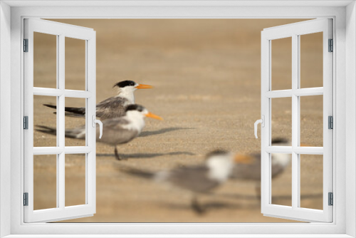 Fototapeta Naklejka Na Ścianę Okno 3D - Greater Crested Terns at Busaiteen beach Bahrain. Selective focus on tern at the back