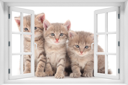 Fototapeta Naklejka Na Ścianę Okno 3D - Three baby kittens.