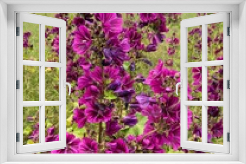 Fototapeta Naklejka Na Ścianę Okno 3D - Wilde Malven-Blüten am Feldrand eines Weizenfeldes im Frühling