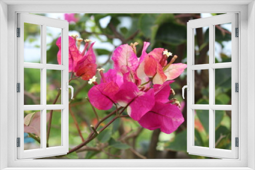 Fototapeta Naklejka Na Ścianę Okno 3D - pink and white flowers