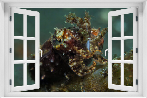 Fototapeta Naklejka Na Ścianę Okno 3D - Female flamboyant cuttlefish - Ambon, Indonesia. 