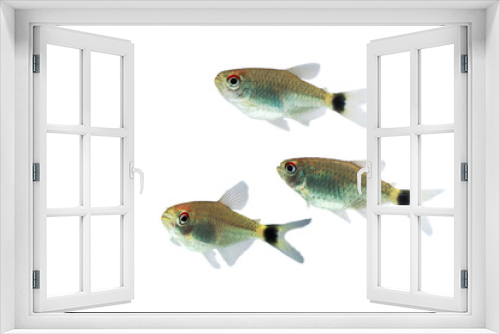 Fototapeta Naklejka Na Ścianę Okno 3D - Red Eye Tetra fish isolated on white background
