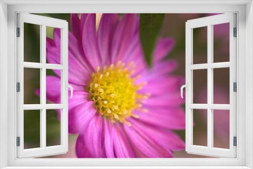 Fototapeta Naklejka Na Ścianę Okno 3D - Closeup pink petals Alpine aster (alpinus),Callistephus flower in garden with blurred and soft focus, macro image ,sweet color for card design ,wallpaper, background 