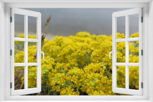 Fototapeta Naklejka Na Ścianę Okno 3D - yellow flowers in the field