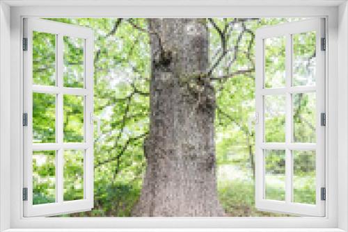 Fototapeta Naklejka Na Ścianę Okno 3D - old oak