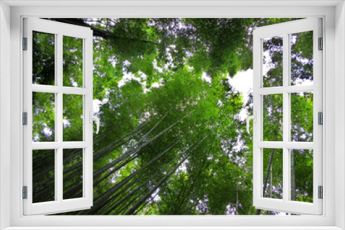 Fototapeta Naklejka Na Ścianę Okno 3D - Sun streaming through dense bamboo forest