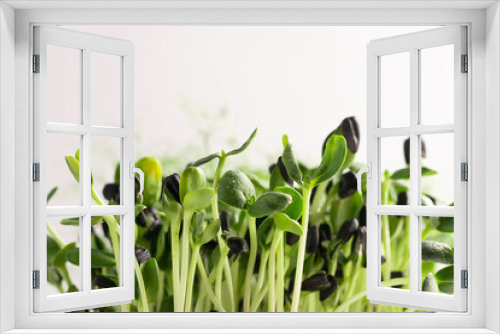 Fototapeta Naklejka Na Ścianę Okno 3D - Micro grass greens sprouts on white background. Horizontal frame copy space. Selective focus